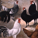 Illustration for article titled Humans Didn't Domesticate Chickens Just to Eat Them